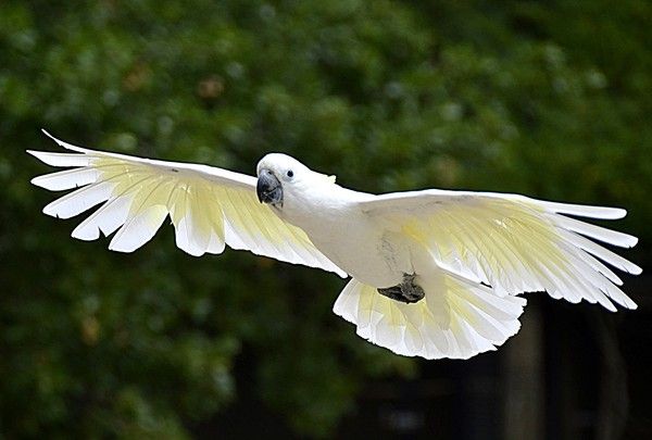 PHOTO ROCHER DES AIGLES (46) ROCAMADOUR