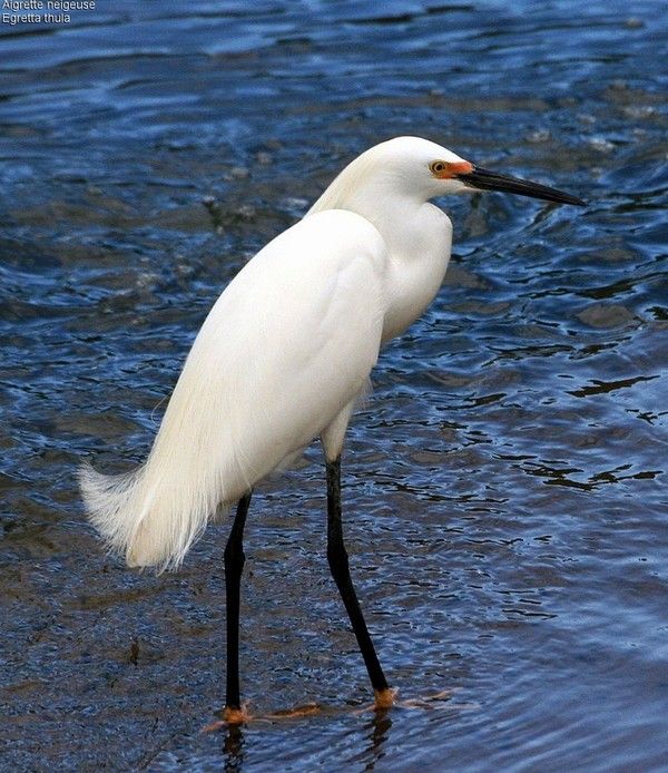 AIGRETTE NEIGEUSE