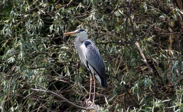 HERON CENDRE