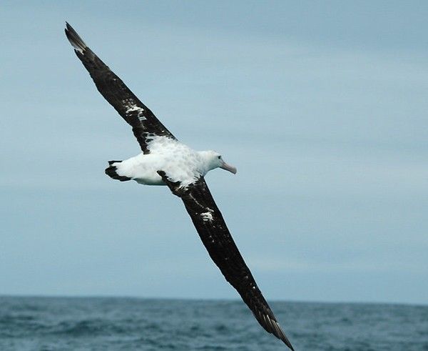 Qué significa albatros