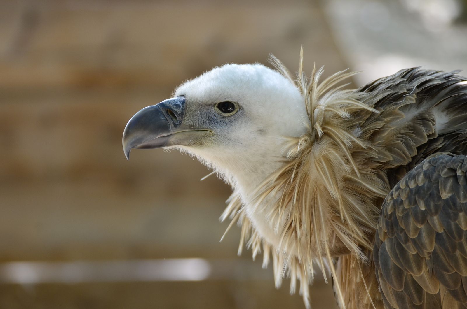 avis sur rocher des aigles