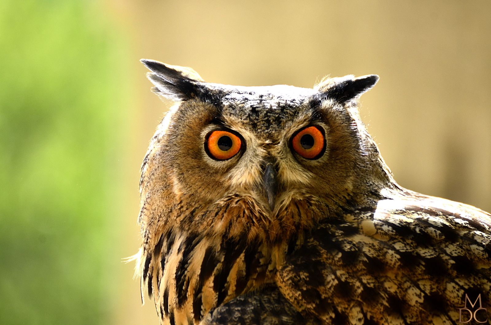 PORTFOLIO 2013 : PORTRAIT HIBOU GRAND-DUC D'EUROPE