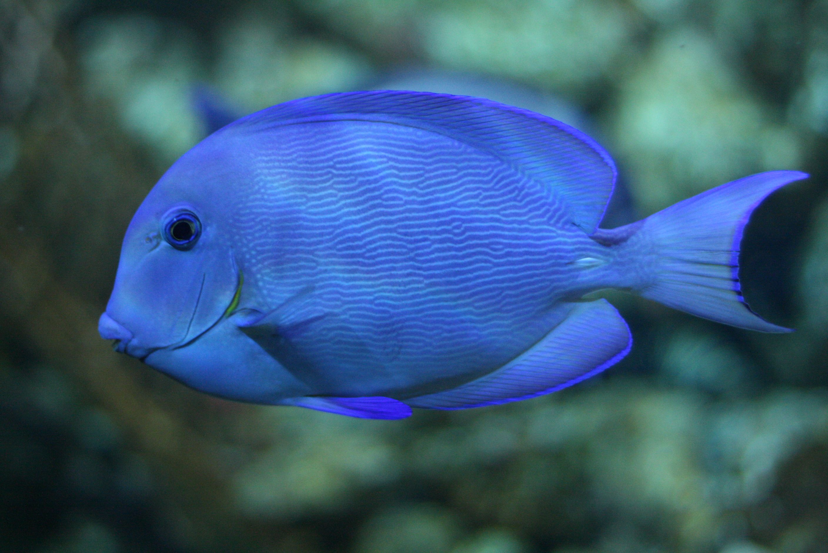 Poisson Chirurgien Bleu 