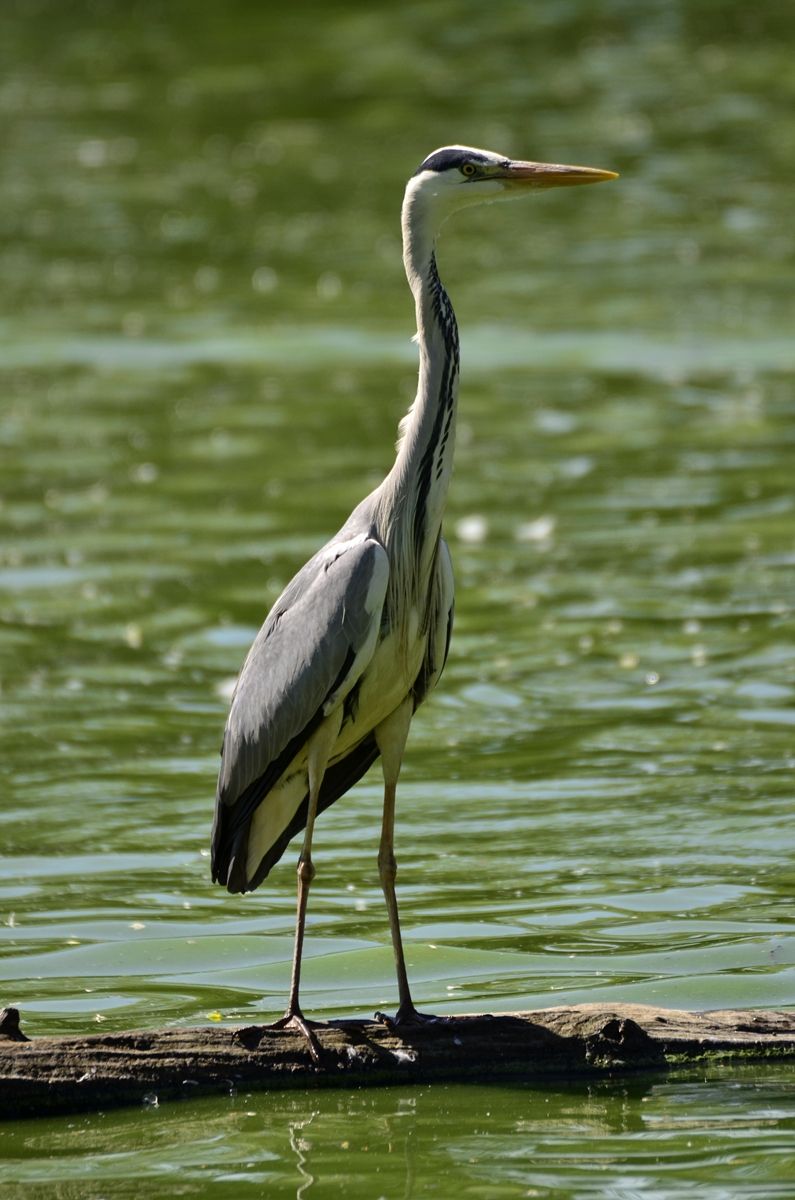 oiseaux-echassiers-blancs-oiseaux-echassiers-blancs-photo-parc-aux