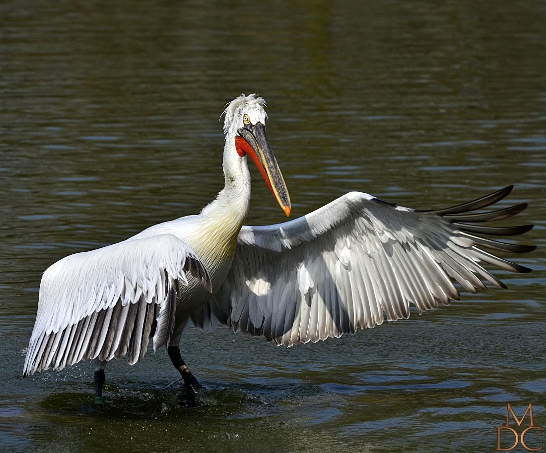 PELICAN FRISE